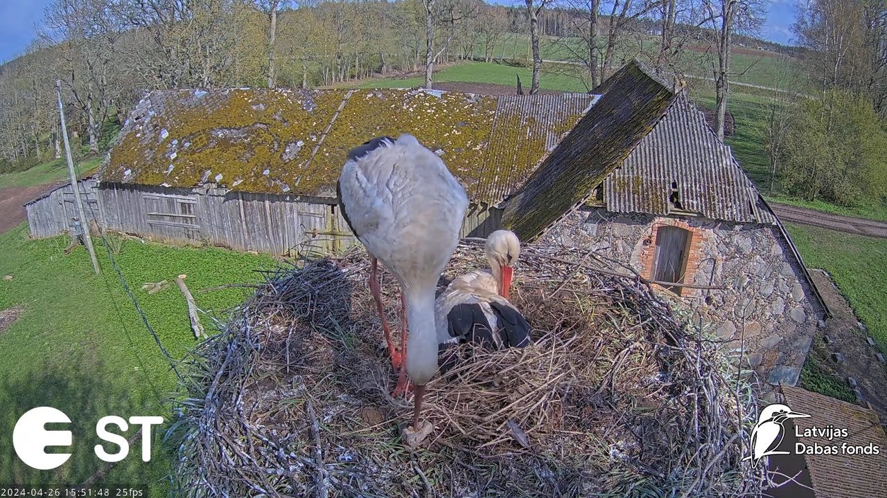 Baltie stārķi (Ciconia ciconia) Tukuma novadā - LDF tiešraide __ White storks in Tukums, Latvia 9-23