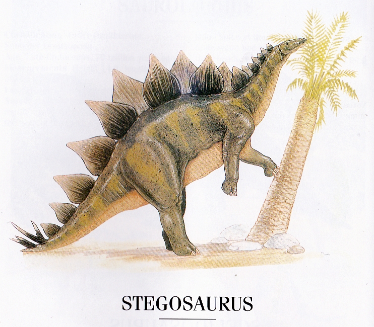 Stegosaurus