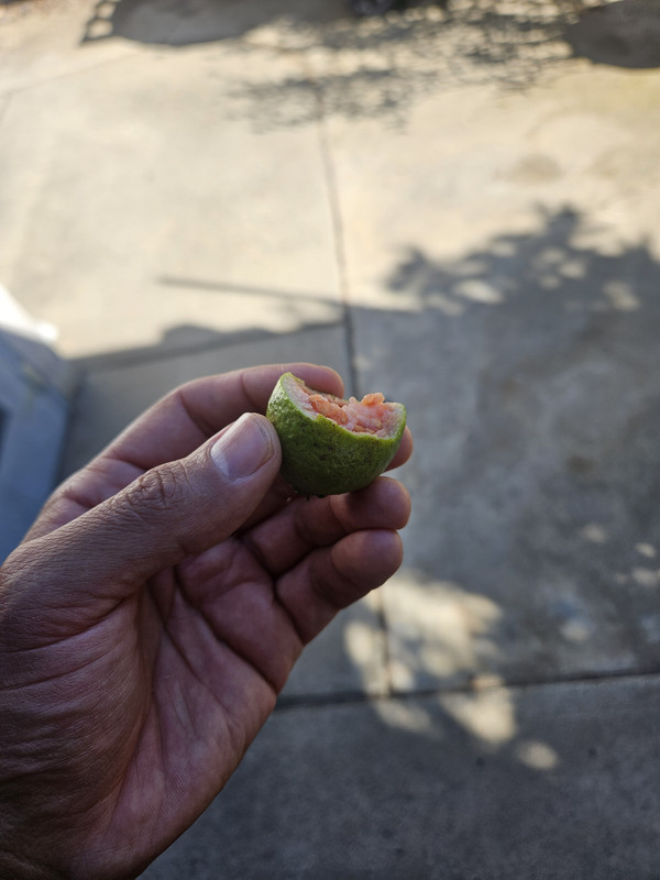 guava photo