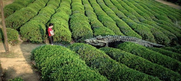 Million Dollar Crocodile