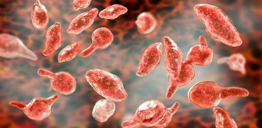 Бактерии Mycoplasma genitalium