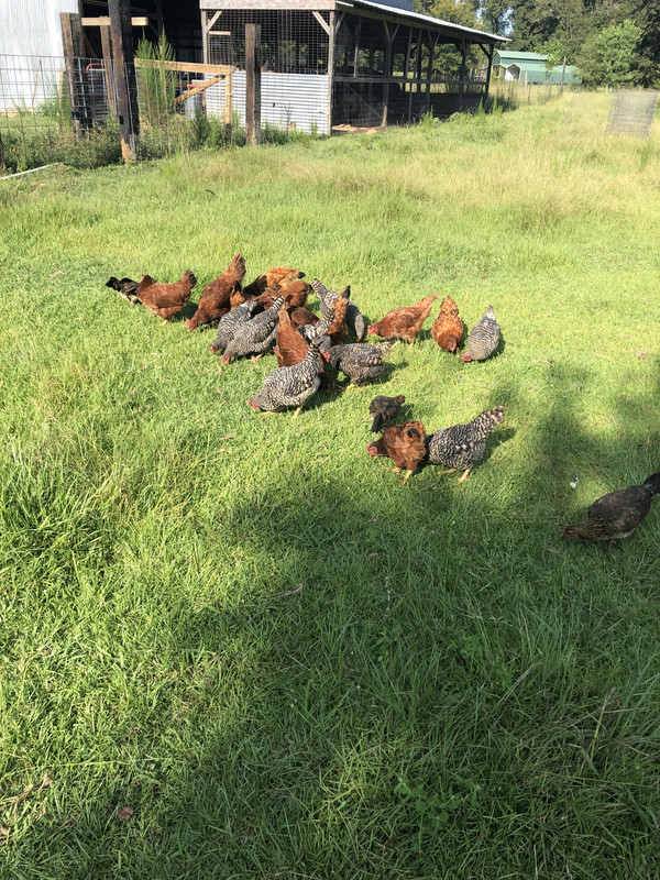 903A15CD-C2AD-434E-AD3D-0974A536ECEF