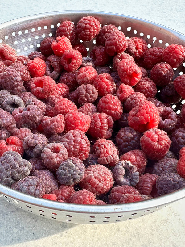 berries-12.jpg