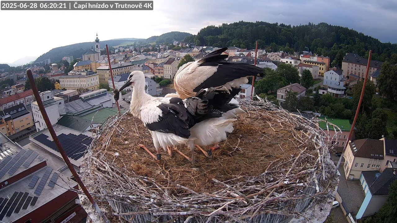 Živě z čapího hnízda na pivovarském komíně v Trutnově 10-13-29 screenshot