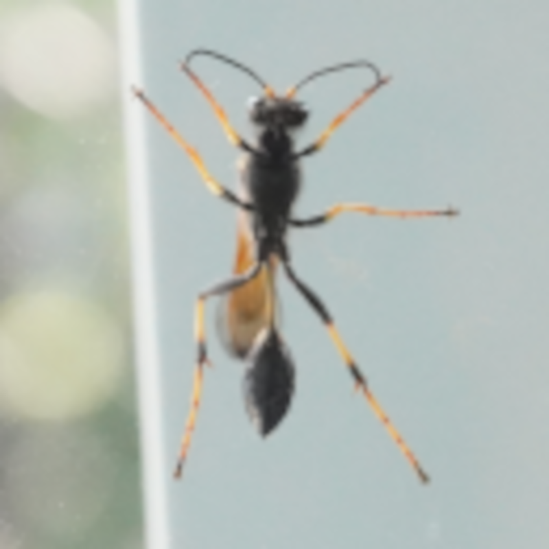 [Image: bug-scaled.png]