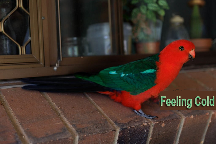 Do Parrots Feel Cold