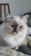 Sadie-Zerbst