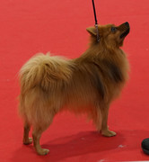 Kuva