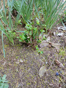 2023-04-06 [3] hydrangea before transplant]