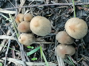 Rhizome-1