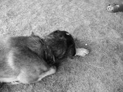 ADP System - Zelezniza 2009 (40)