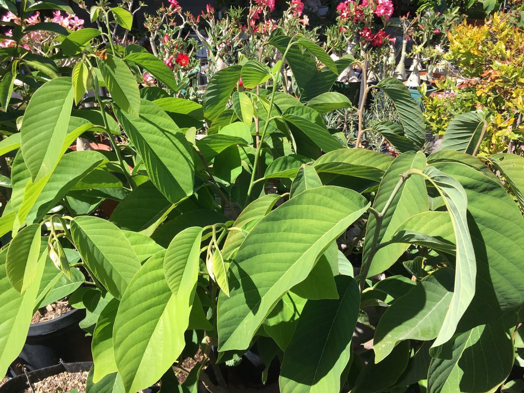 C6E99FFF-5E36-4FB0-8BF8-43817EDCE875