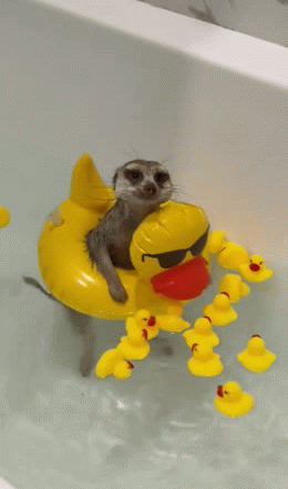 IMG-3807.gif