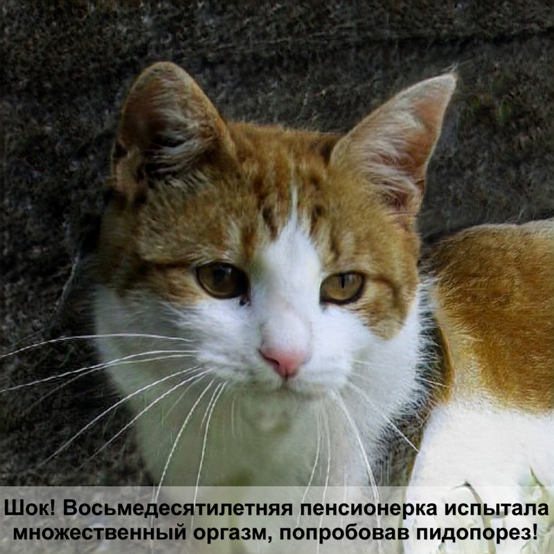 задние лапы кошки