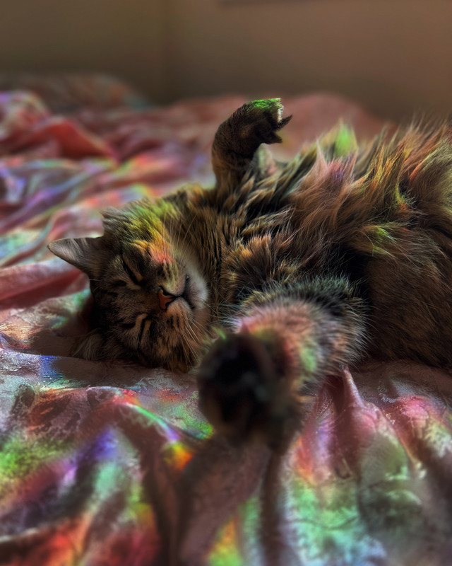 a siberian forest cat lounges in rainbow sunbeams