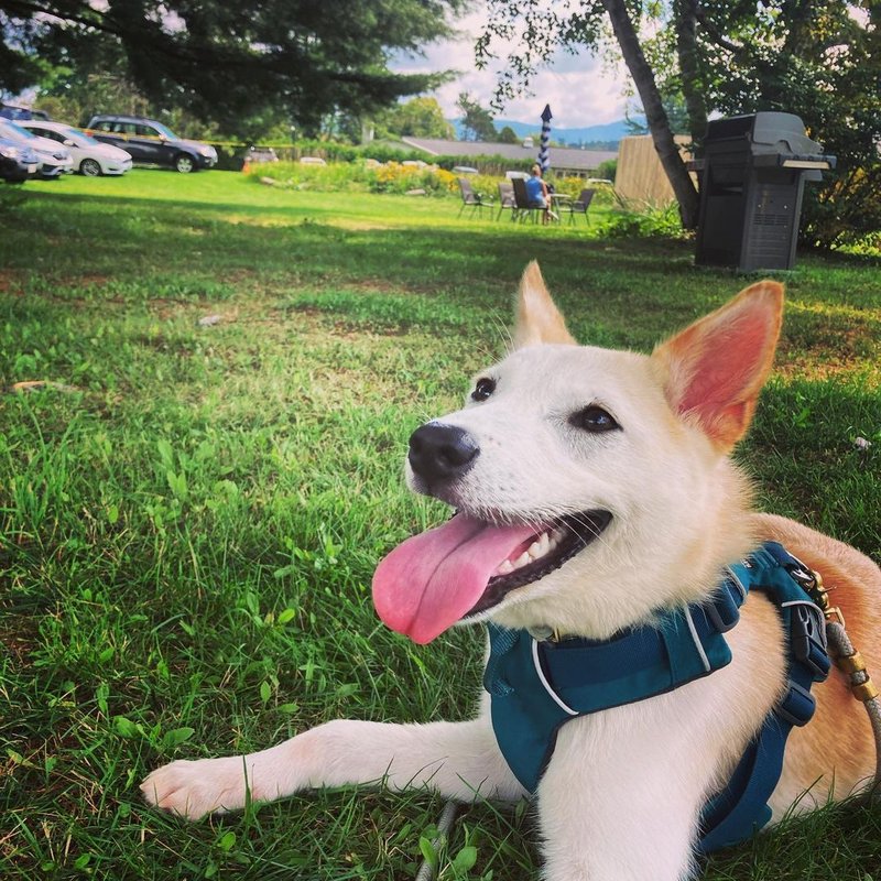 Ruffwear Harness