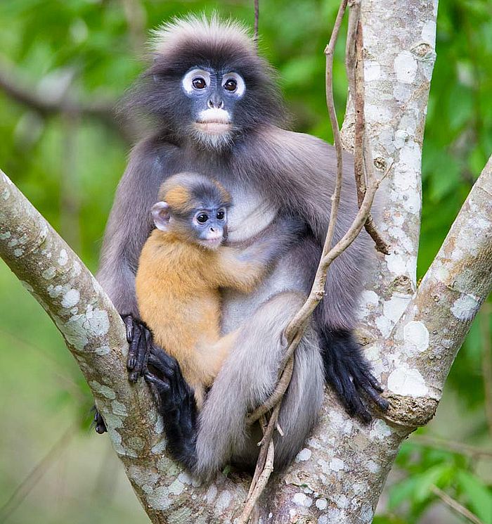https://i.postimg.cc/0j1RMtVx/langur.jpg