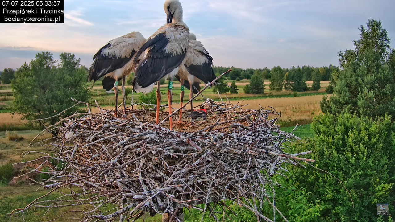 07072025bociany8