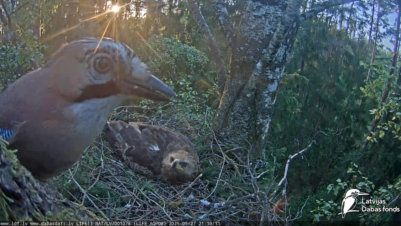 Mazais ērglis (Clanga pomarina), ligzda bērzā 16-43-21 screenshot