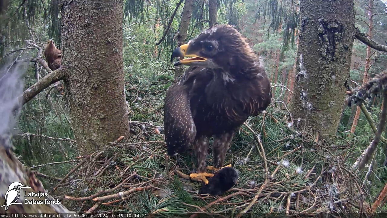 Mazais ērglis (Clanga pomarina), ligzda eglē __ Lesser spotted eagle in spruce, Zemgale, Latvia 14-1