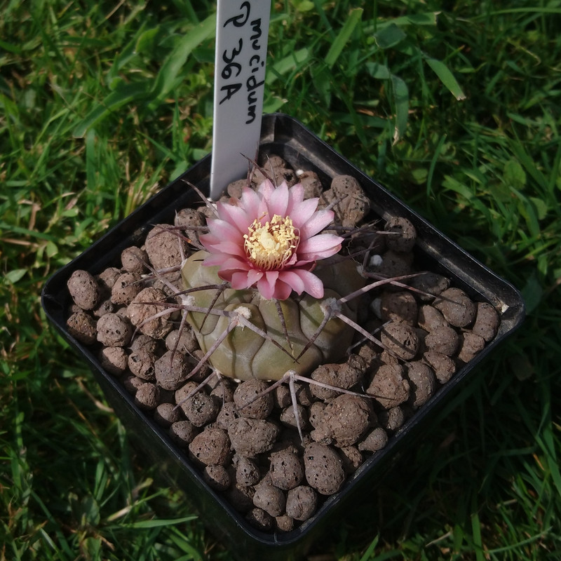 Gymnocalycium mucidum P 36A nr 2