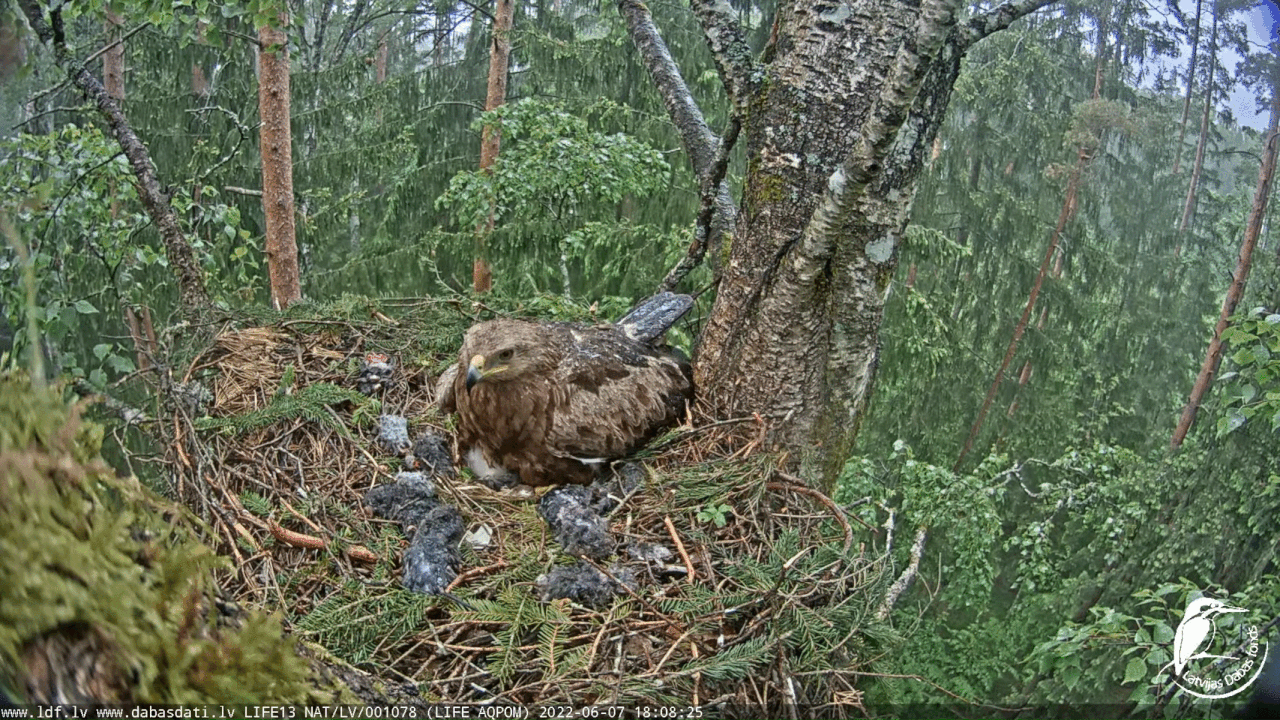 Webp.net-gifmaker (5)