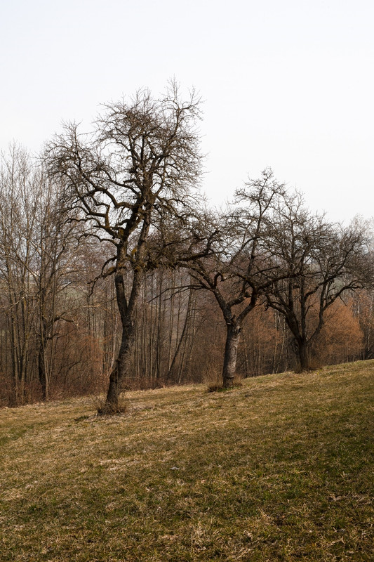 Nikon D700_15mar2022_05 (852x1280)