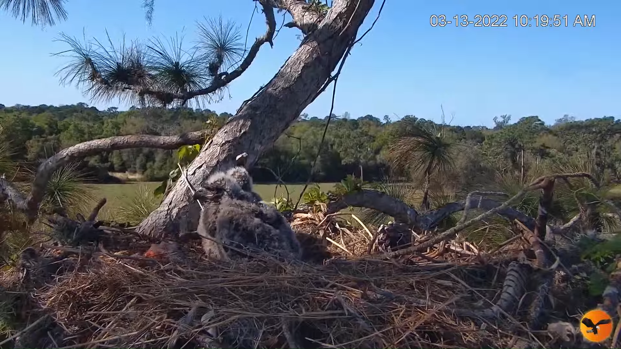 EC Nest Cam 13-0-10 screenshot (1)