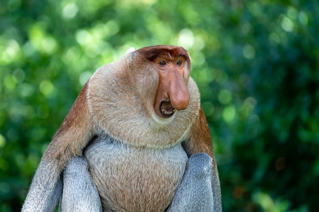 retrato-mono-narigudo-salvaje-o-nasalis-larvatus-selva-isla-borneo-malasia-cerca-185094-251.jpg