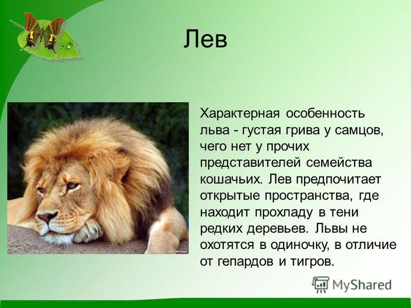 Информация про львов. Лев описание для детей 1 класса. Проект про Льва. Сообщение о Льве. Рассказ про Льва.