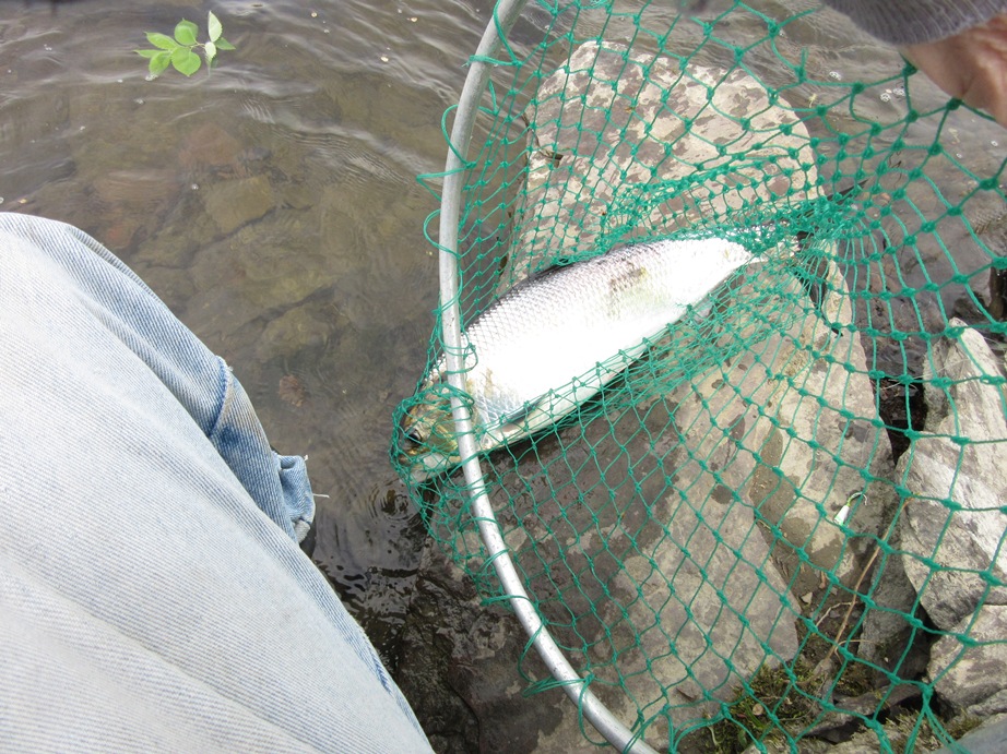 e Shad caught