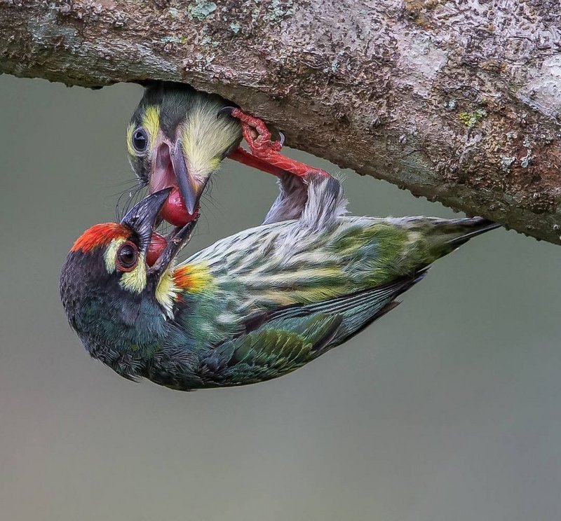 1663058377-45-poknok-art-p-strannie-ptitsi-49