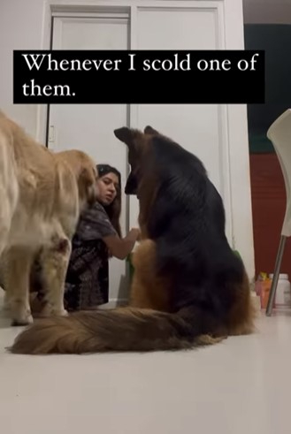Perro intenta proteger a su hermanito cuando su humano lo regaña y se hace viral
