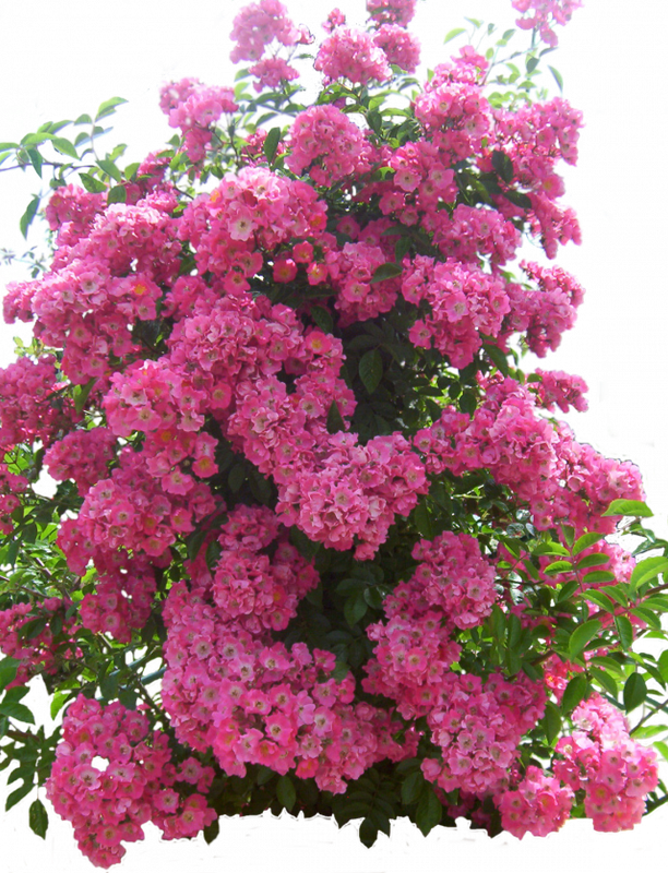 flowered_garden_png_04_by_hermitcrabstock_d4gyfrd.md