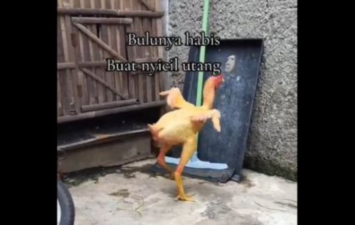 Video ayam gundul yang viral usai dibagikan melalui media sosial X oleh akun @ttmymoodb.