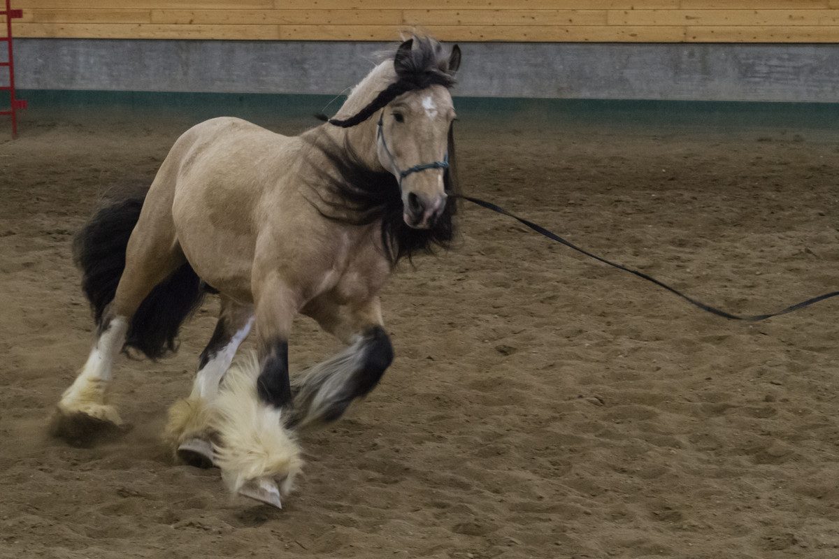 gypsy-vanner-7-by-castlegraphics-dbarxpz.jpg