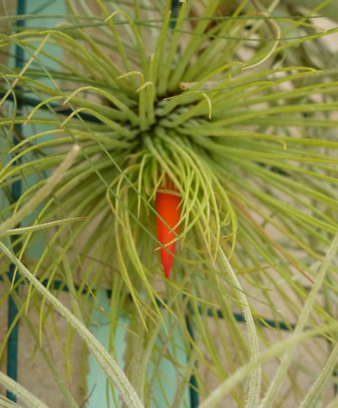 Très léger petit craquage... Mais alors tout petit ! - Page 2 Tillandsia-andreana001