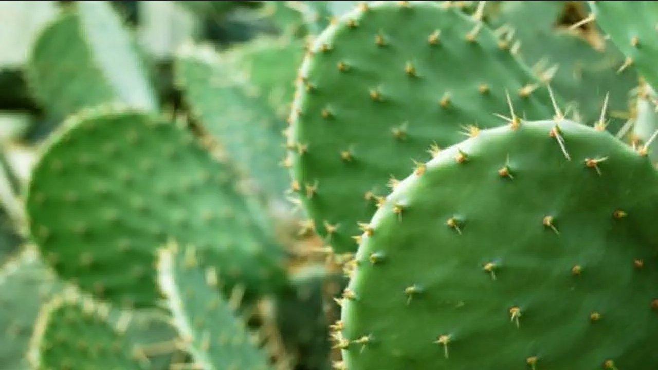 Evita que los nopales queden amarillos y se pudran con este truco