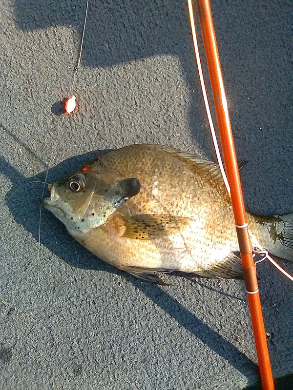 First fish on a fly