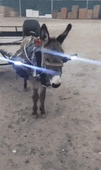 86.gif