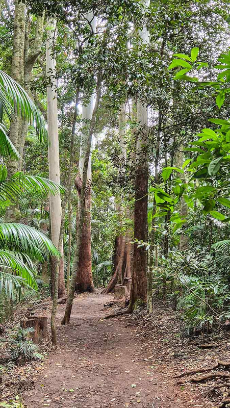 Walking in a eucalypt forest