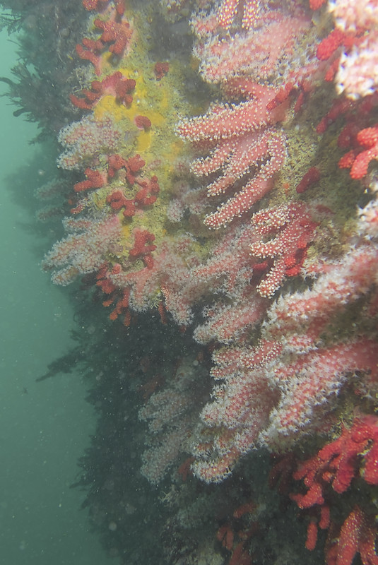 05004_12-12-2Coul-20240803