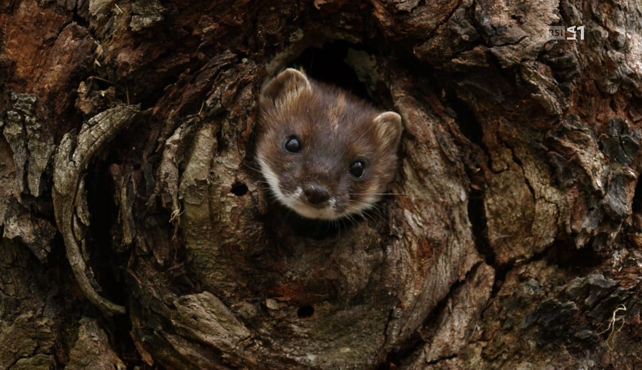 vlcsnap-2017-04-22-14h22m45s124