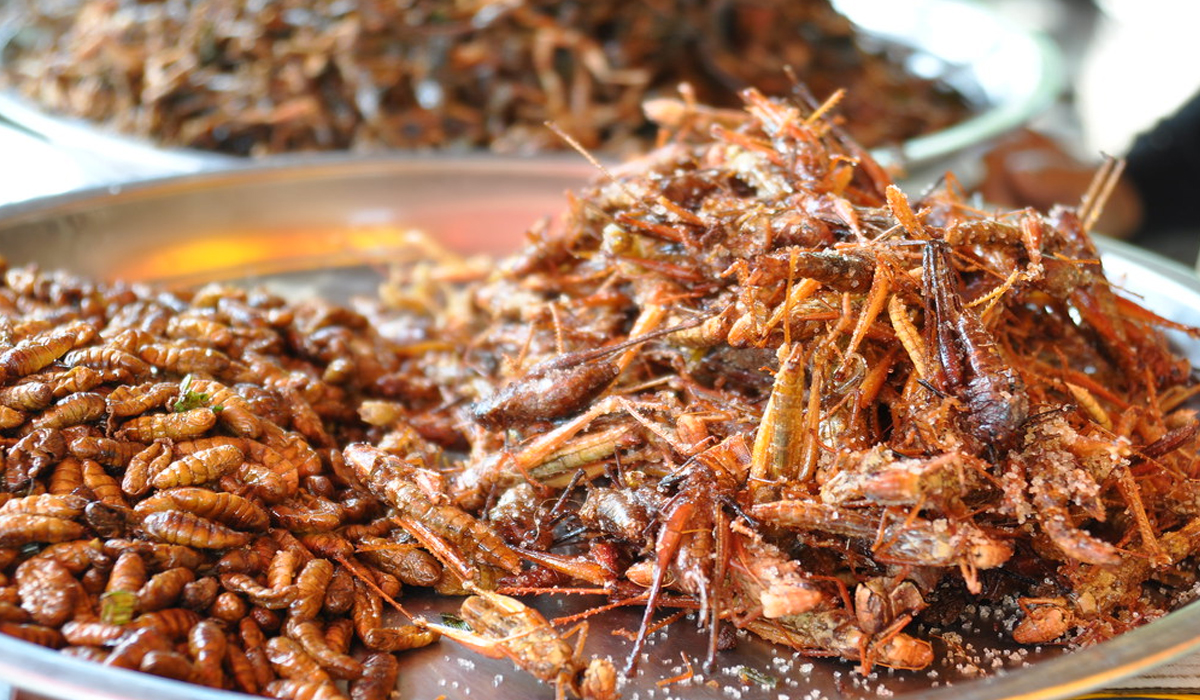 Bamboo Worm Fry: Salah Satu Kuliner Ekstrem yang Berasal dari India