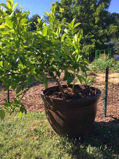 Meyer Lemon