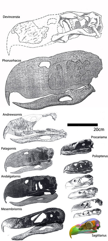 https://i.postimg.cc/0jGYkzh9/phorusrhacids-to-scale1.jpg