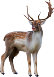 deer