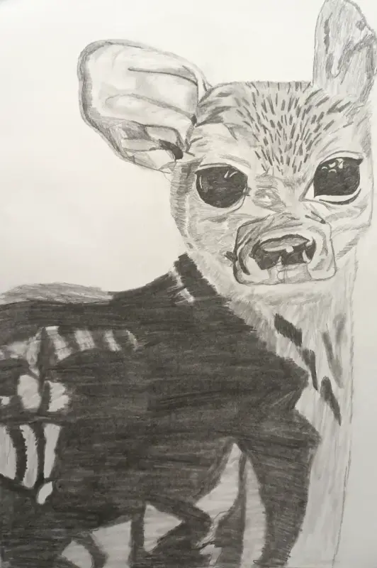 Deer and You!