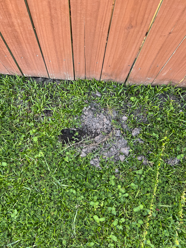 What is digging up my yard?