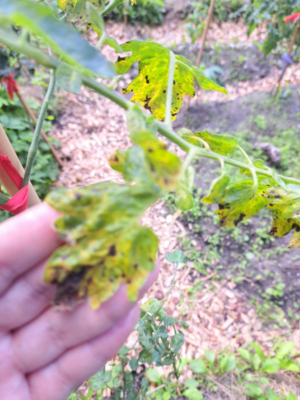 Messenger_creation_8BC8D13B-C02C-41BB-9214-F744077C2848